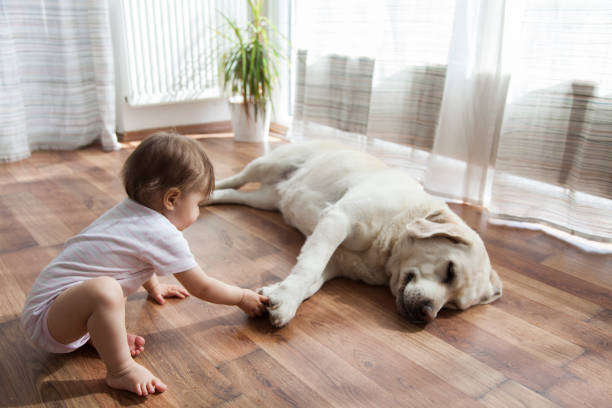 Pet friendly floor | Leicester Flooring