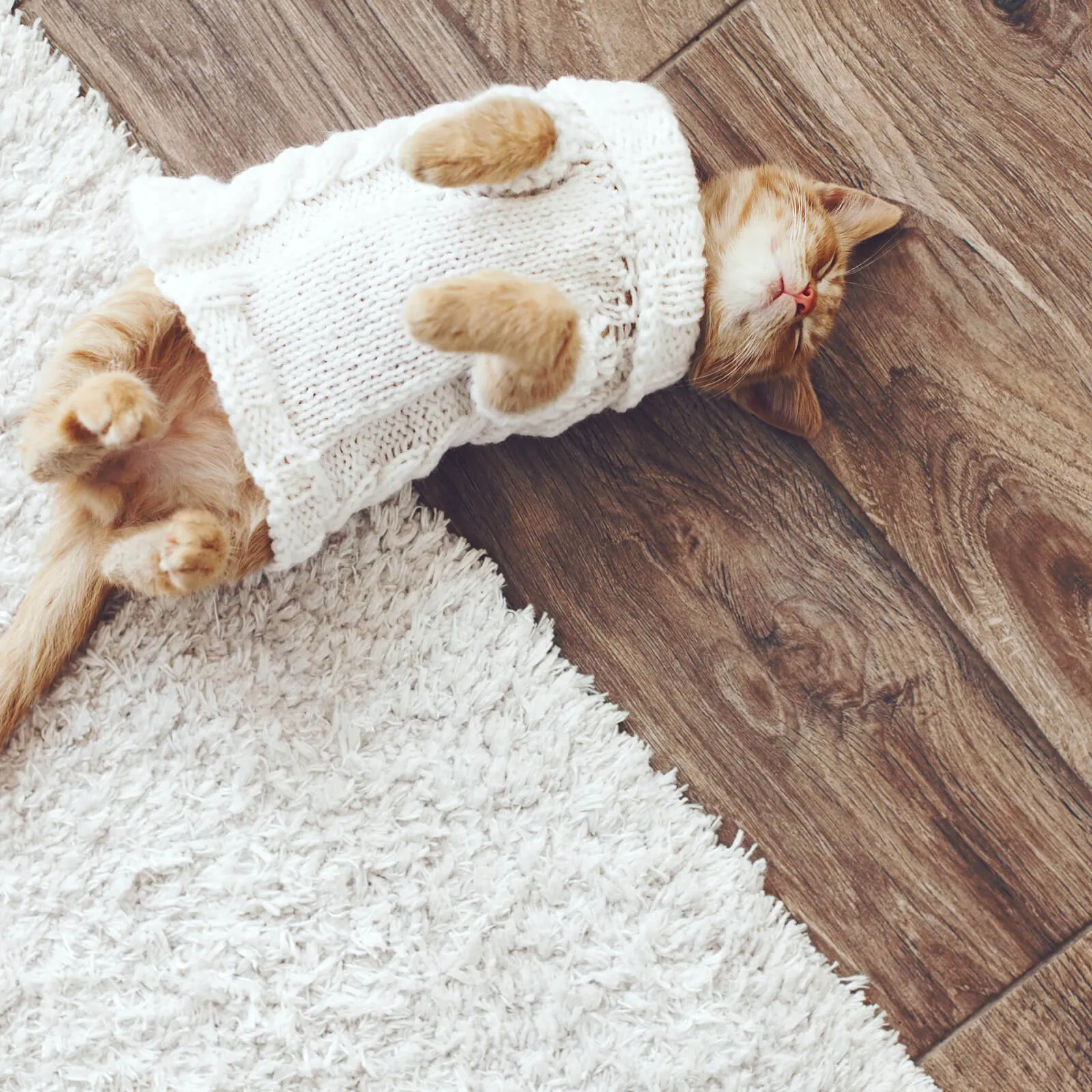 Pet perfect flooring | Leicester Flooring
