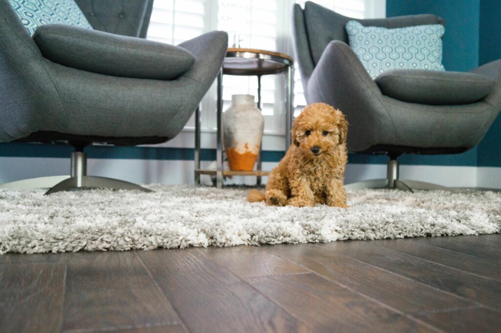 Pet Owner's Guide to Waterproof Laminate Flooring