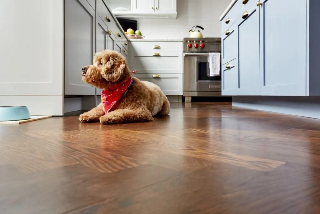 Pet Owner's Guide to Waterproof Laminate Flooring