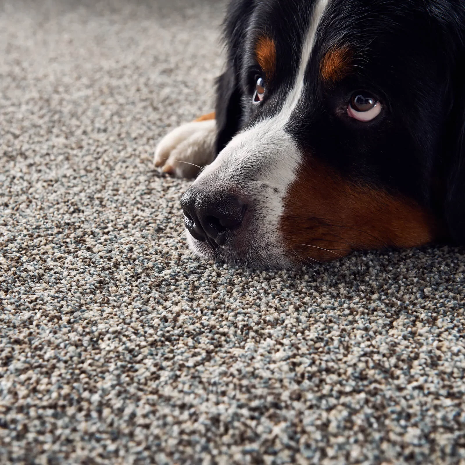 Carpet flooring | Leicester Flooring